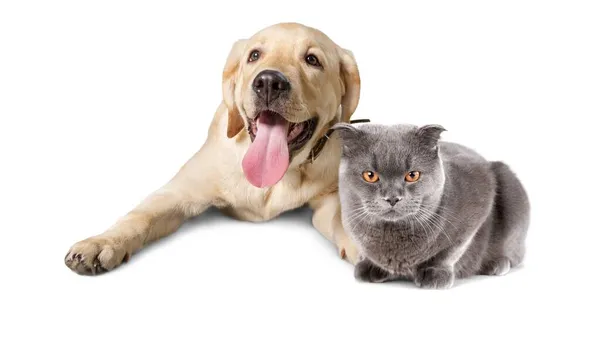 Bonito Cinza Gato Labrador Cachorro Isolado Fundo Branco — Fotografia de Stock