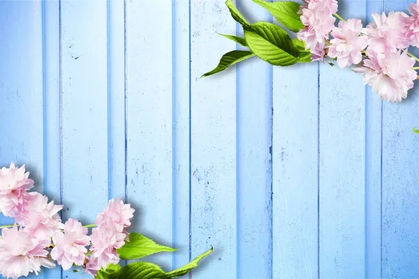 Όμορφα Ροζ Λουλούδια Μπλε Ξύλινο Φόντο — Φωτογραφία Αρχείου