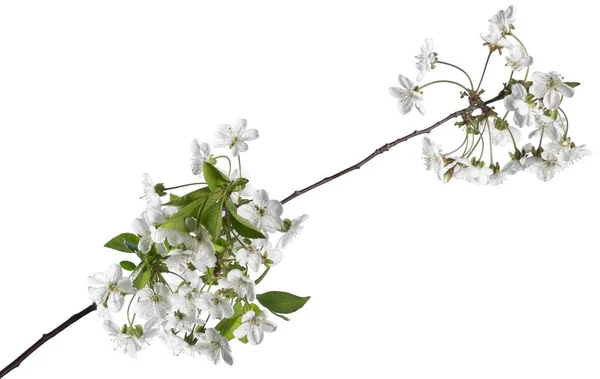 Krásná Větev Jabloně Květy Izolované Bílém Pozadí — Stock fotografie
