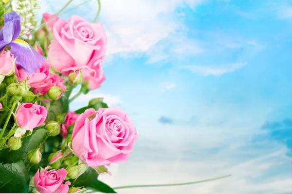 Mooie Roze Rozen Blauwe Lucht Achtergrond — Stockfoto