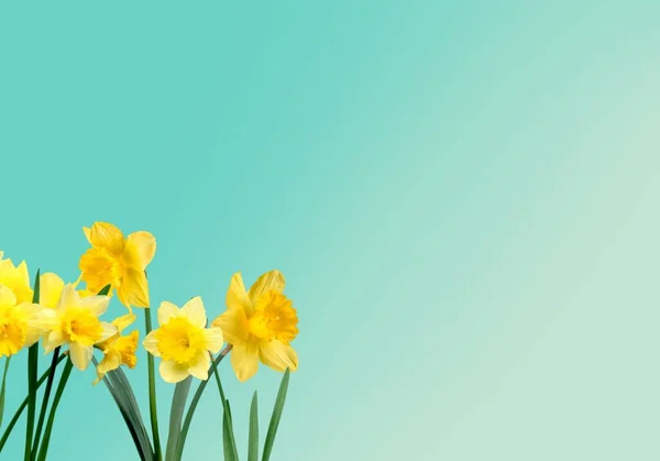 Hello Spring. Beautiful Spring fresh yellow daffodil flowers against a light background.