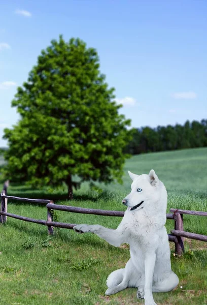 Chien Blanc Dans Parc — Photo