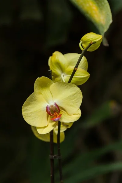 Bellissime Orchidee Colorate Fiore Sfondo Naturale — Foto Stock