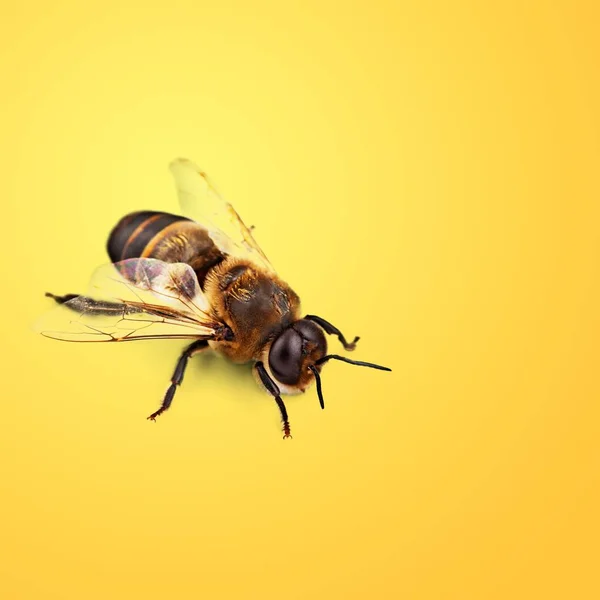 黄色背景上的蜜蜂 — 图库照片