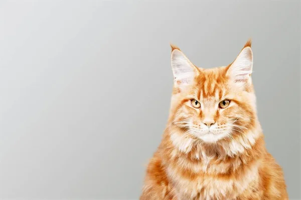 Рыжая Кошка Сером Фоне — стоковое фото