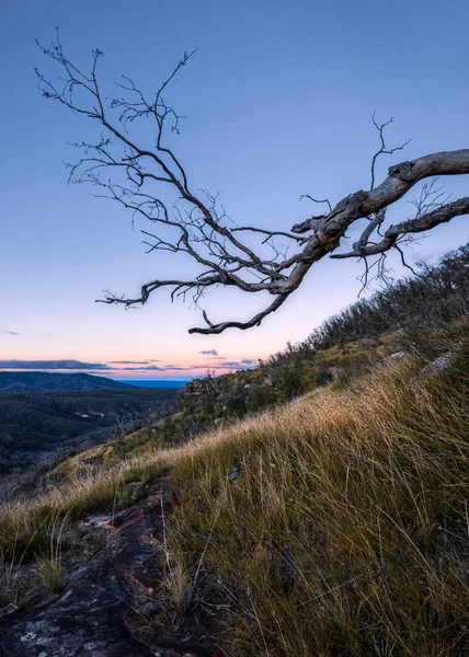 Boom Met Bergen Achtergrond Bij Zonsondergang — Stockfoto