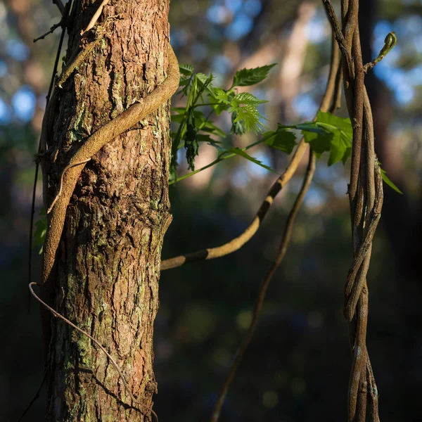 Luz Tronco Del Árbol Con Corteza Vides — Foto de Stock