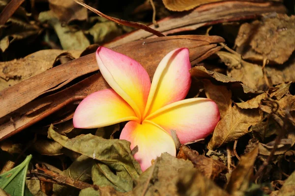 Frangipani Virág Barna Levelek Kertben Takarítás — Stock Fotó