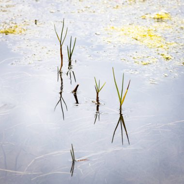 Yansımaları olan bir göldeki çiftliğin yakınına.