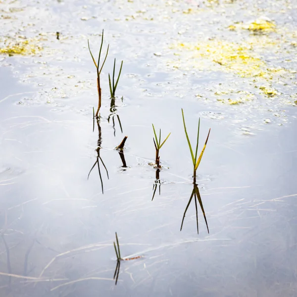 Yansımaları olan bir göldeki çiftliğin yakınına.