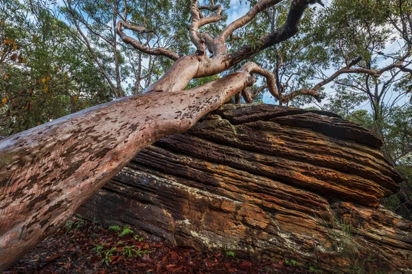 tree fallen over onto rock in bushland after lots of rain