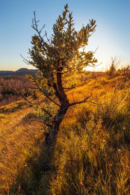 Bir dağın yamacında, sarı çimenli bir ağacın arkasında gün doğuyor.