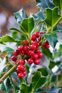 Ekim ayında Akdeniz ormanlarında, kutsal, Ilex aquifolium 'un kırmızı meyveleri