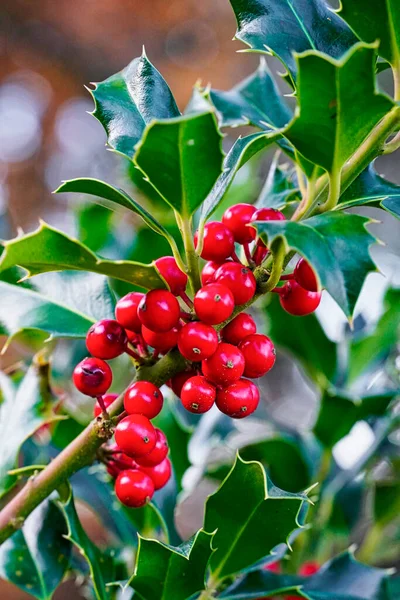 Rote Beeren Der Stechpalme Ilex Aquifolium Oktober Mediterranen Wald — Stockfoto