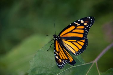 Danaus plexippus, Kral kelebeği yeşil arka planlı yeşil bir yaprağa tünedi.