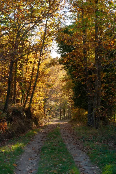 安布鲁兹山谷落日余晖下栗树与秋光之间的土路 — 图库照片
