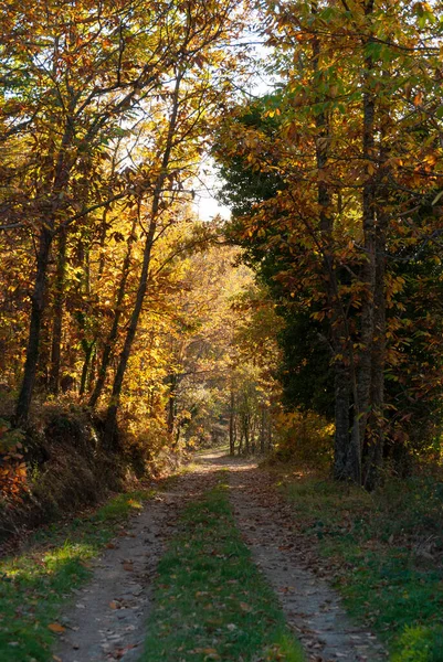 Dirt Road Chestnut Trees Sunset Autumn Light Ambroz Valley — Stock Photo, Image