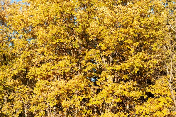 Kastanien Mit Gelben Blättern Herbst Bei Sonnenuntergang — Stockfoto