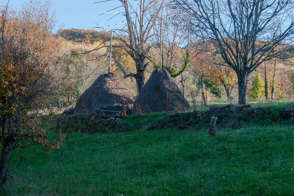 Moučka Sena Krmení Dobytka Zimě Údolí Ambroz — Stock fotografie