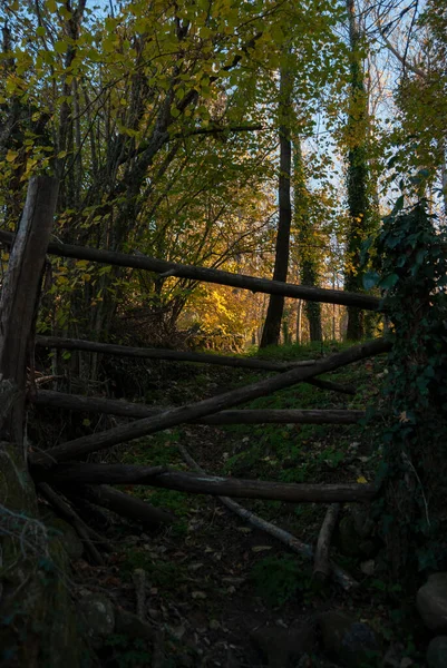 Natuurlijke Houten Takken Poort Herfst Landschap Bij Zonsondergang — Stockfoto