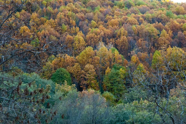 Paisagem Outono Com Tons Verde Amarelo Vermelho Ocre Marrom Cores — Fotografia de Stock