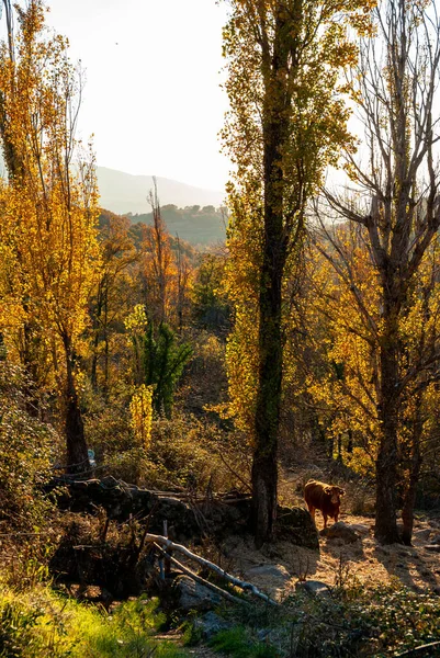 Vacca Rossa Nel Paesaggio Autunnale Accanto Pioppi Gialli Con Luce — Foto Stock