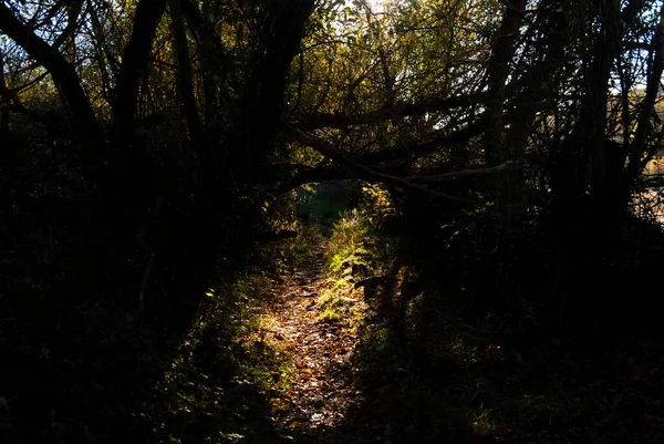 Chemin Illuminé Par Les Rayons Soleil Vers Tunnel Naturel Branches — Photo