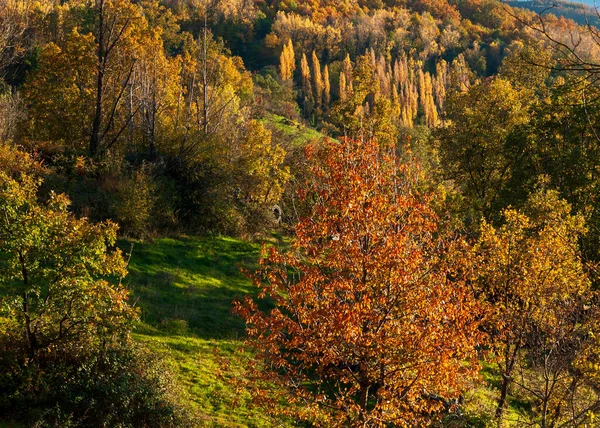 Diversiteit Van Bomen Herfst Bij Zonsondergang Ambroz Vallei Verschillende Kleuren — Stockfoto