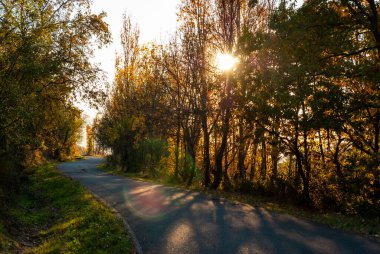Sonbaharda ağaçların arasından gece ışığıyla geçen S yolu.