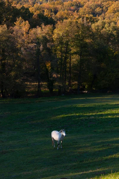 Cavalo Branco Pastando Campo Verde Com Árvores Fundo Com Tons — Fotografia de Stock