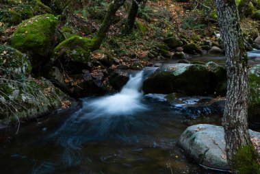 Sonbaharda yüksek dağ nehri, taşlarda yeşil yosun ve sarı yapraklarla uzun süre ipek etkisine maruz kalır.