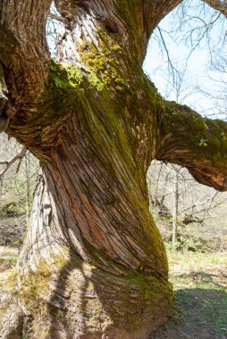 Yüzüncü yıl ağacı kırışıklıklar ve bükülmüş gövdesi Extremadura 'da yeşil kestane yosunlu.