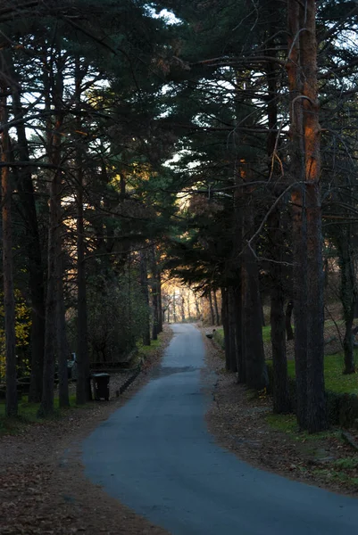 Tunnel Naturel Arbres Sur Une Route Montagne Avec Lumière Bout — Photo