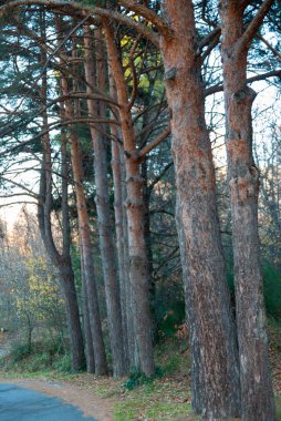 Trees lined up on roadside ditch, pine trees lined up in fall