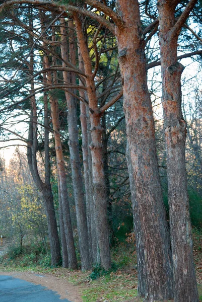 Trees Lined Roadside Ditch Pine Trees Lined Fall — 图库照片