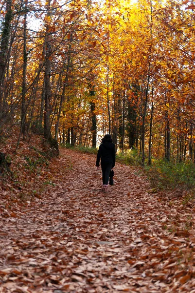 Promenade Long Sentier Forestier Automne Avec Des Feuilles Des Arbres — Photo