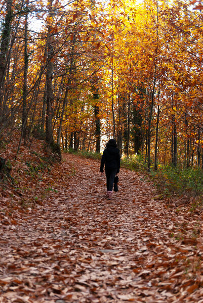 Walk along forest path in autumn with fallen leaves and trees with different autumn colors 3