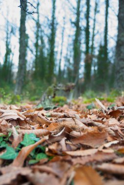 Fallen leaves on the chestnut ground in autumn with chestnut hedgehogs