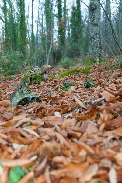 幹や苔や地衣類と秋には栗の地面に落ちた葉 — ストック写真
