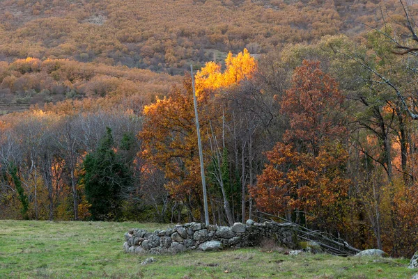 Outono Paisagem Última Folhas Amarelas Nos Óculos Palha Amial Sem — Fotografia de Stock