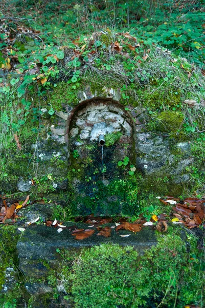 Fonte Água Nascente Pedra Natural Com Musgo Vegetação Outono — Fotografia de Stock