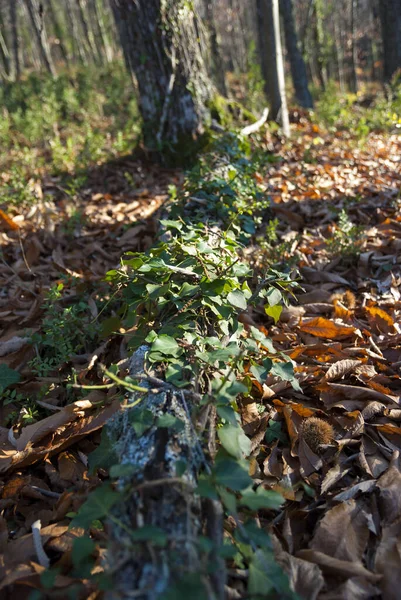 秋天用常春藤和落叶苔藓在森林地面上的分枝 — 图库照片