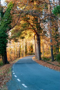 Sonbaharda kıvrımlı dağ yolu, olukta ağaçlar ve yerde yapraklar.