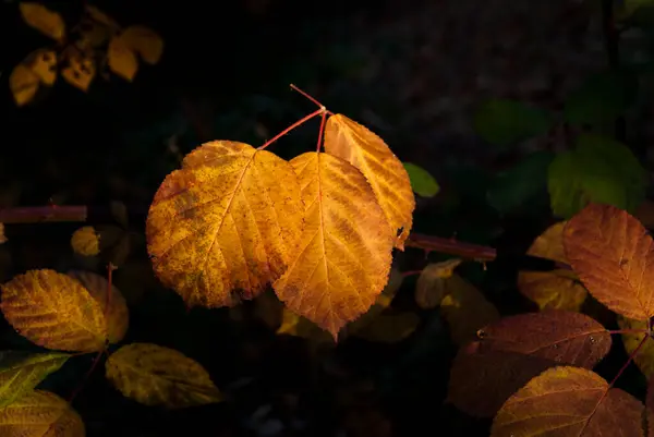 Gelbes Buschblatt Herbst Mit Natürlichem Sonnenlicht Rubus Waagerecht — Stockfoto