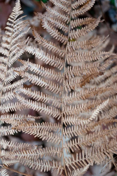 Сухой Папоротник Зимой Taxon Filicopsida Pterophyta Filicinae Polypodiophyta — стоковое фото