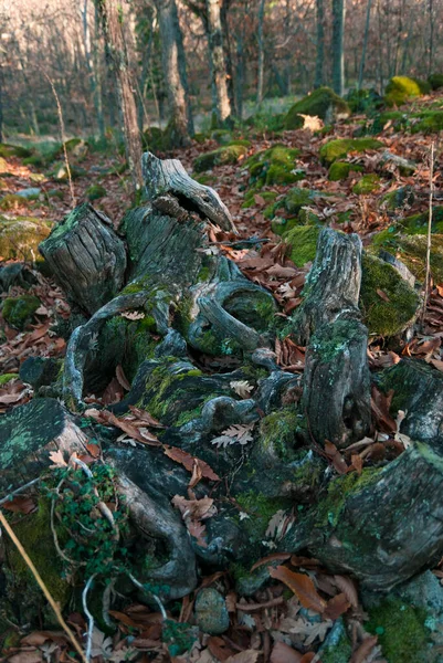 秋に森の中で枯れ木の根を落ち葉や苔石で覆い — ストック写真