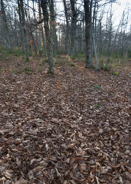 森林地面长满落叶 是猎取蘑菇的理想场所 — 图库照片
