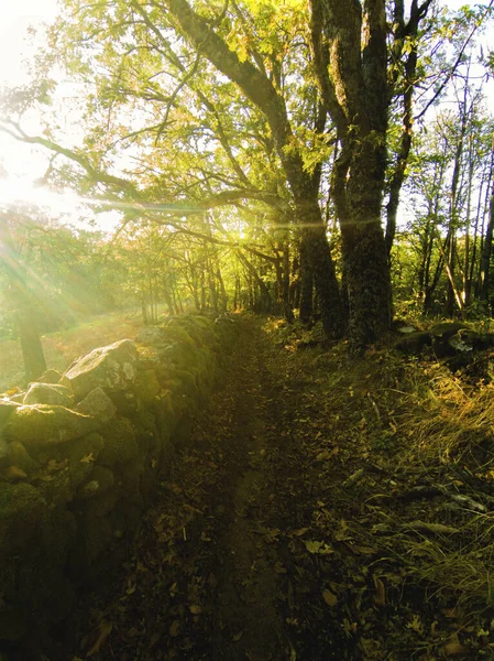 Sentier Étroit Avec Mur Pierre Avec Mousse Avec Soleil Coucher — Photo