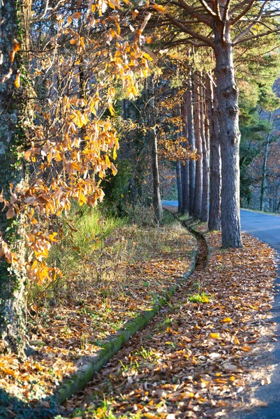 Ligne Arbres Côté Route Courbée Avec Petit Canal Pour Eau — Photo