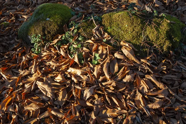 Steine Mit Moos Bedeckt Und Herbst Von Laub Umgeben — Stockfoto